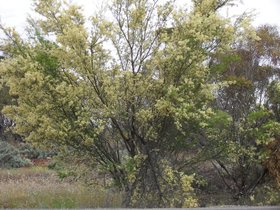 Acacia victoriae.jpg